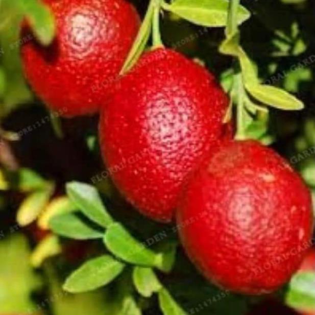 Sản phẩm CÂY GIỐNG CHANH ĐỎ