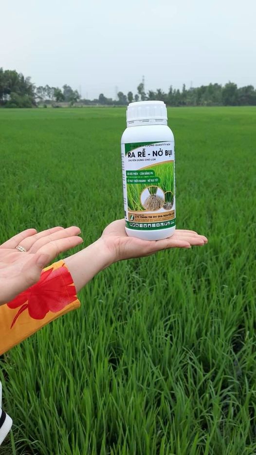 RA RỂ NỞ BỤI chai 500ML - Tiết kiệm chi phí phân bón và thuốc BVTV