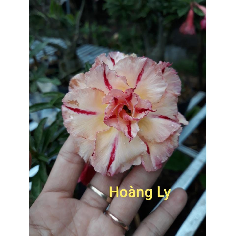 CÂY HOA SỨ THÁI CÁNH KÉP "HOÀNG LY "-củ size đại ,rễ quái thành hình, hàng tuyển loại 1
