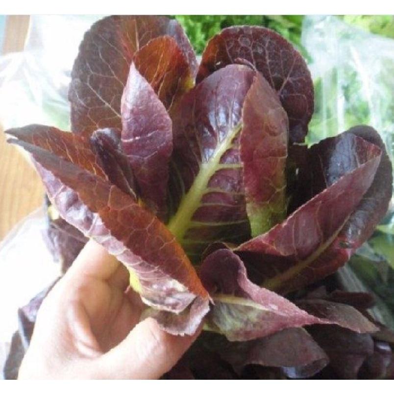 Hạt giống xà lách ROMAINE đỏ cao sản KNS3201 - Gói 0.2gram
