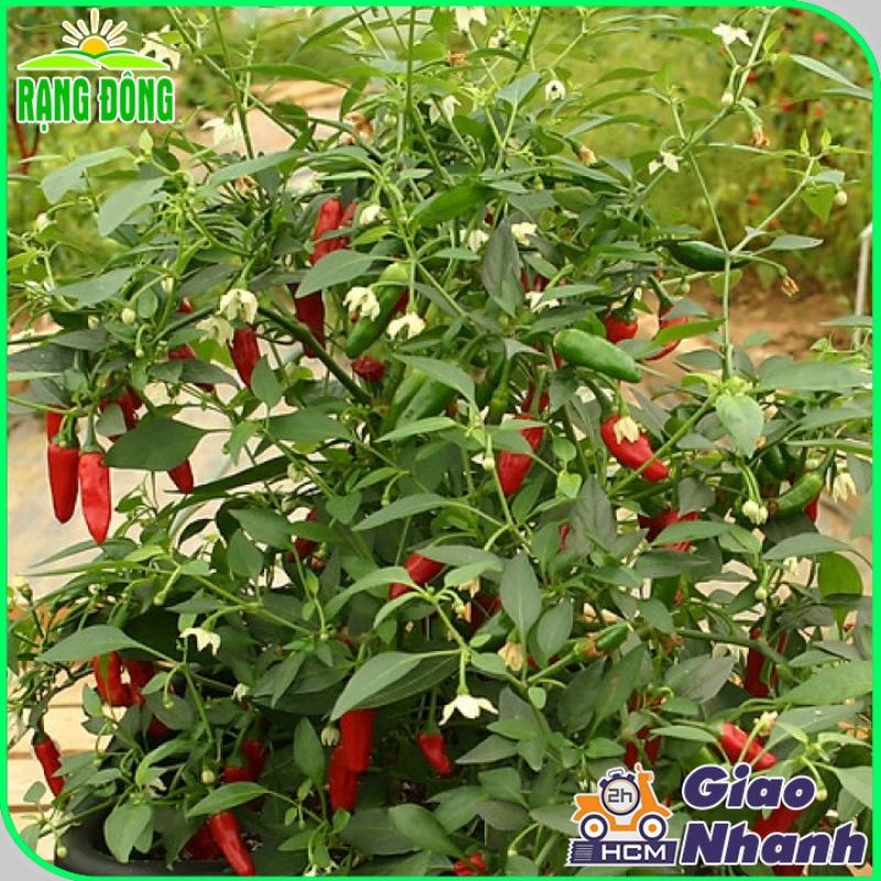 Hạt giống Ớt Xiêmrạng , Trồng Quanh Năm, Chịu Nhiệt Tốt, Trái Sai - Hạt Giống Rạng Đông