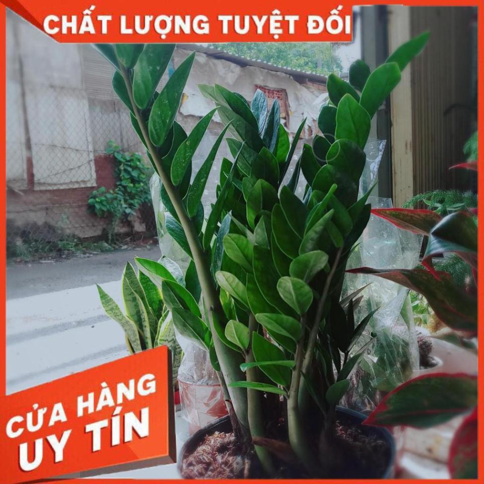 Kim tiền size đại Nhiều Người Mua