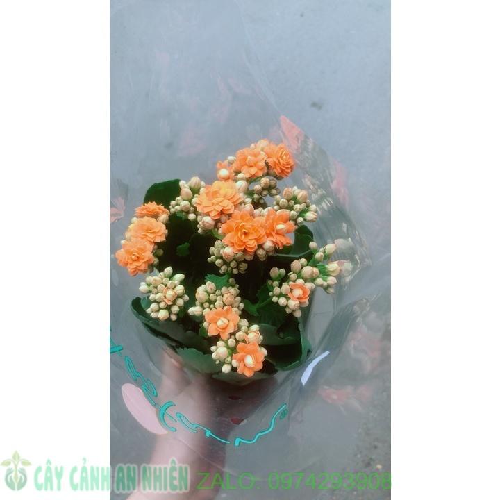 Hoa Sống Đời