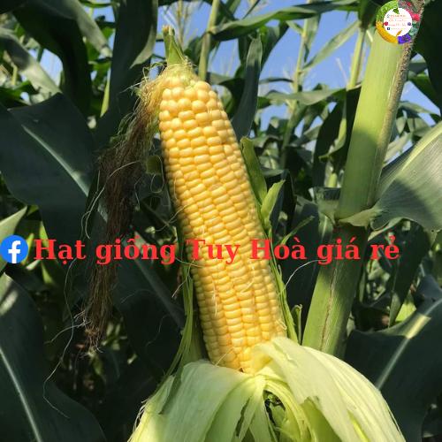 Hạt giống bắp ngọt lai F1 Honey 10 gói 1kg