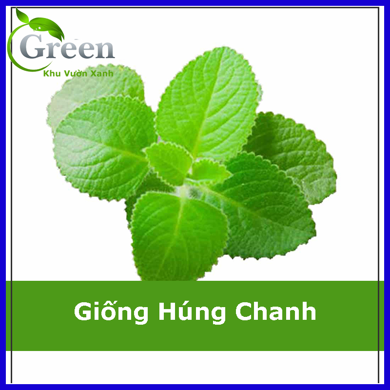 Hạt Giống Rau Húng Chanh