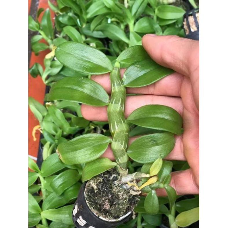 Trầm trắng lai cốc giống