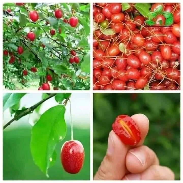CÂY GIỐNG NHÓT NGỌT CHERRY RA TRÁI SIÊU SỚM
