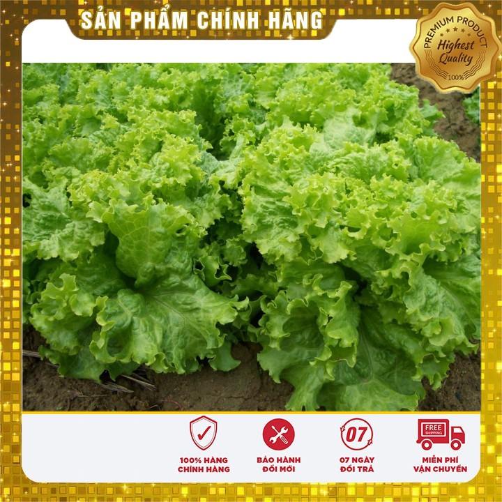 Hạt giống rau Xà Lách Xoăn Xanh - xà lách xanh ngon
