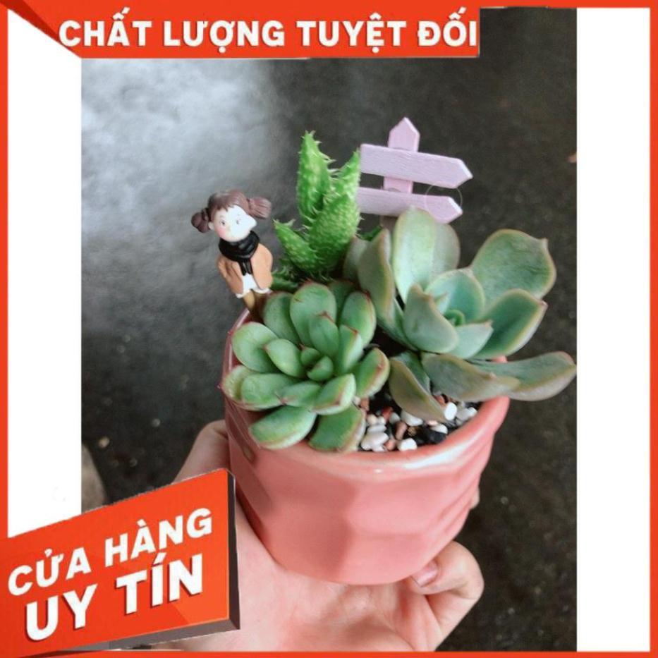 Chậu sen đá tiểu cảnh 6