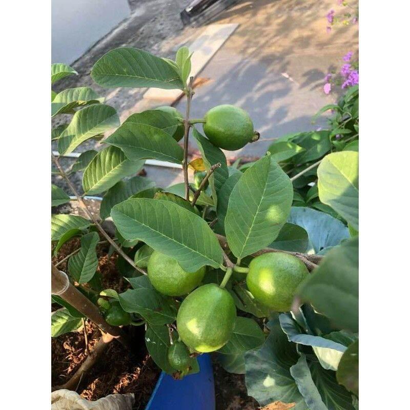 Cây ổi Đài Loan Lê