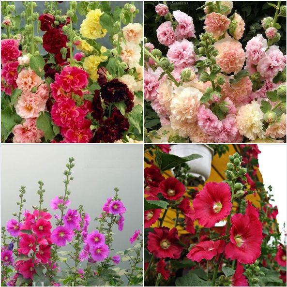 Combo 2 gói hạt giống hoa mãng đình hồng đơn và kép mix