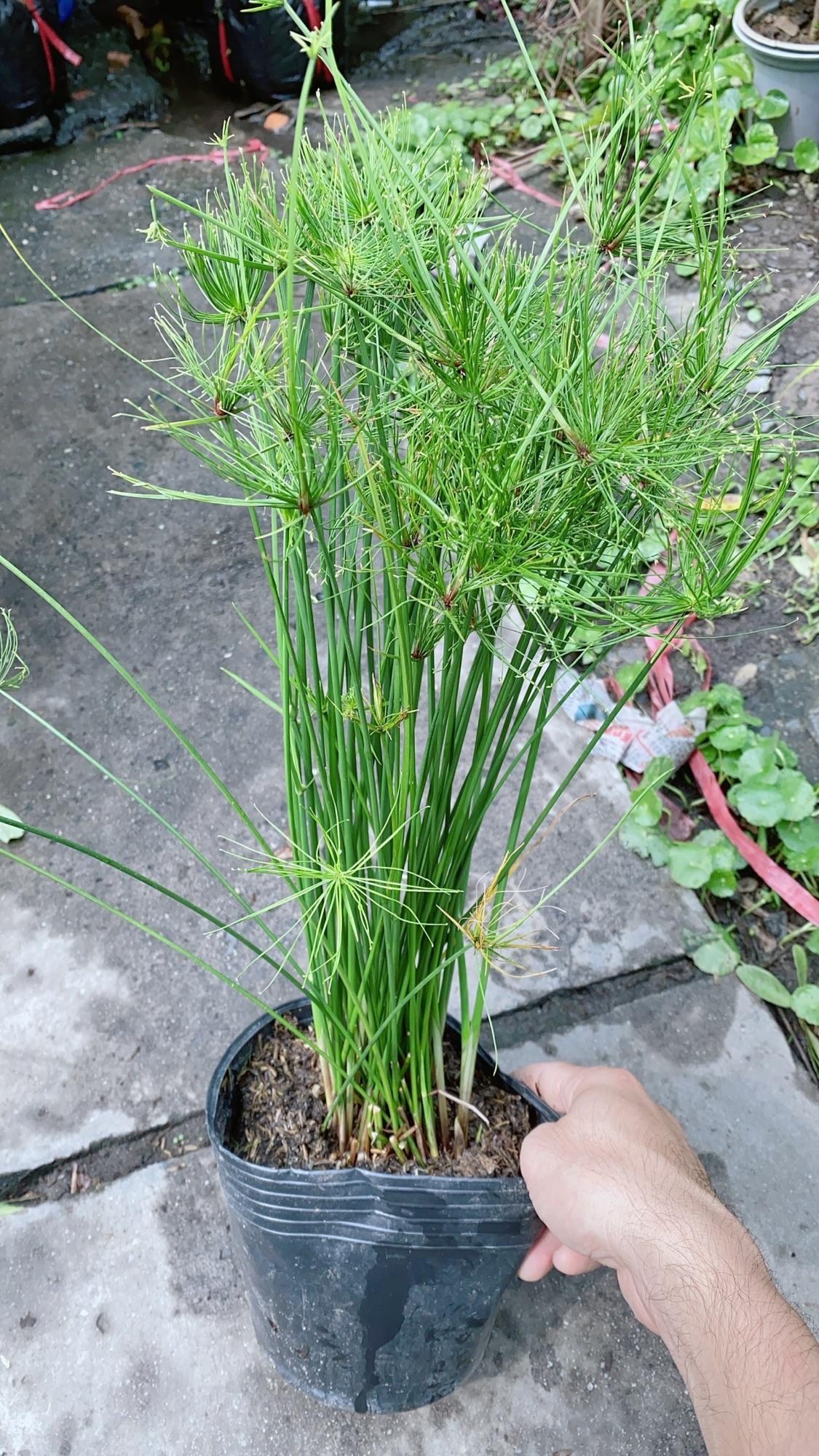 Thuỷ Trúc Thái