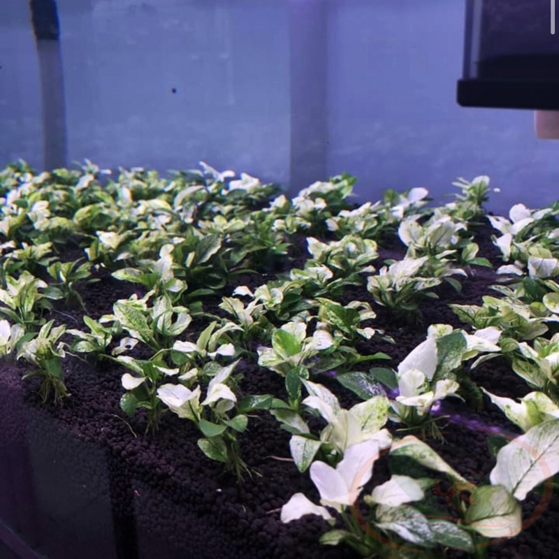 Ráy Anubias Nana Pinto bám giá thể lá nước trồng bể thủy sinh cá tép