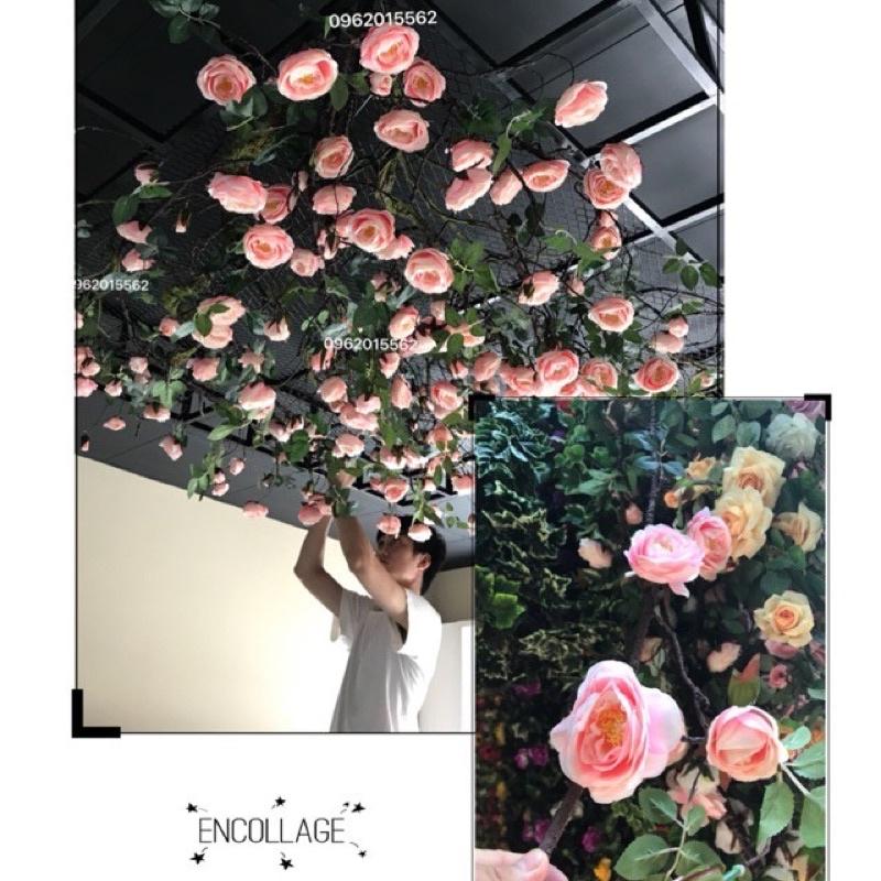 Dây leo hoa trà 180cm