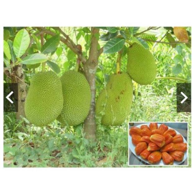 Sản phẩm Cây Ăn Trái cây giống mít thái ruột đỏ