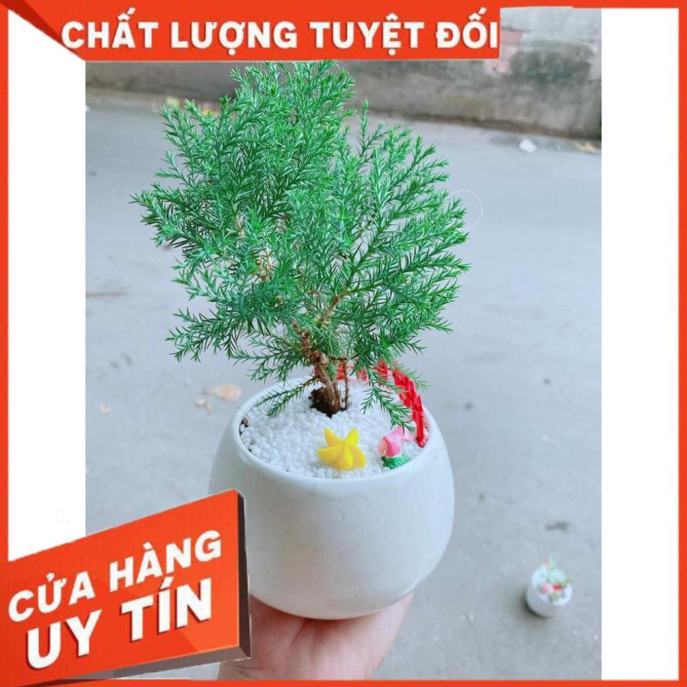 Chậu tùng bồng lai tiểu cảnh Nhiều Người Mua