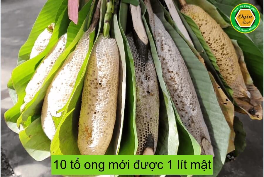 Mật ong ruồi và Mật ong rừng U Minh - Combo 2 Chai 300ml, Mật ong khai thác tự nhiên, không nuôi, OGINBEE