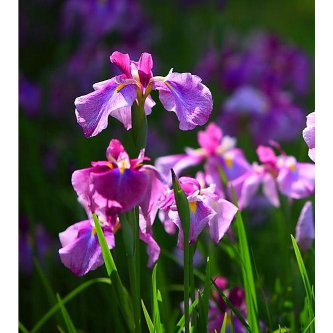 Hạt Giống Diên Vĩ Hồng  CT521 - Gói 10 hạt