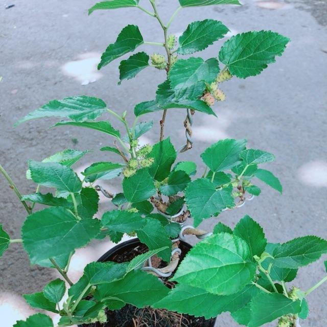 Cây Dâu Tầm Bonsai