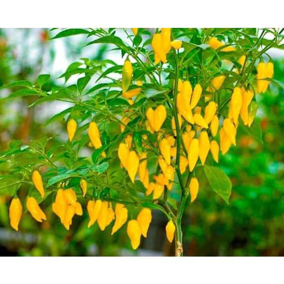 Lemon Drop Pepper, ớt hương cam quýt, cây giống cao 20-30cm