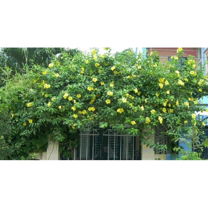 Cây HOA HUỲNH ĐỆ - CÂY phát triển nhanh,hoa to đẹp bền