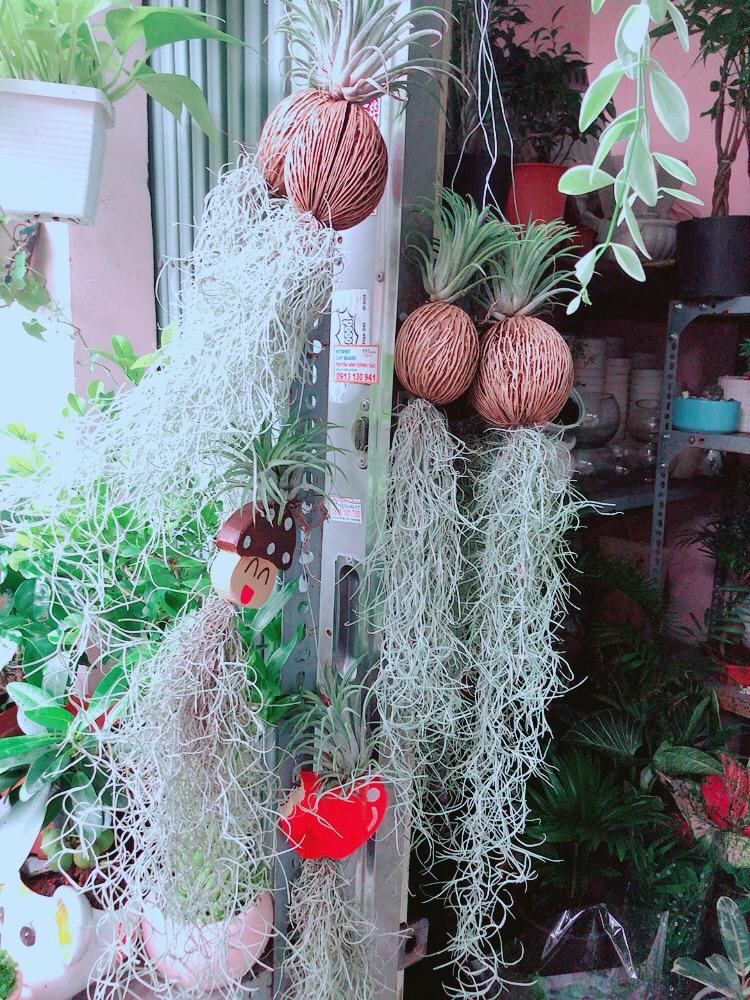 Cây Không Khí Treo