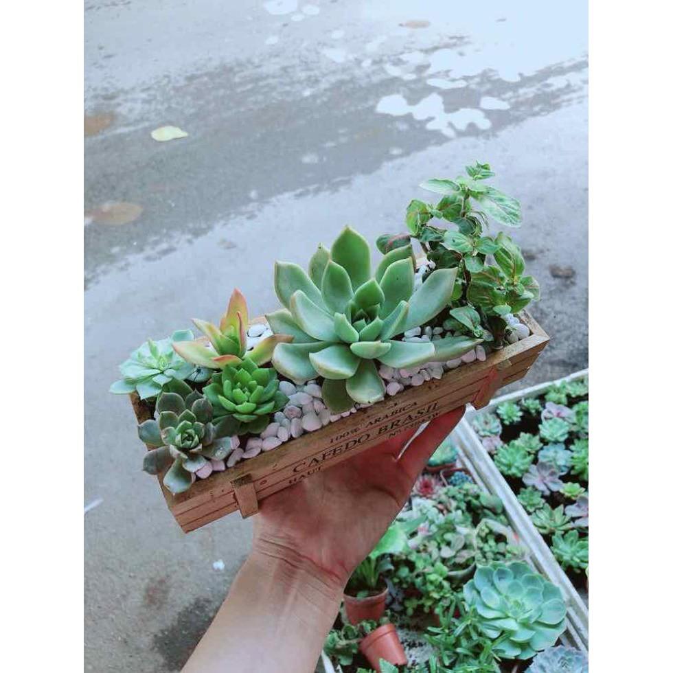 Chậu Sen Đá- Cẩm Nhung Bán Chạy