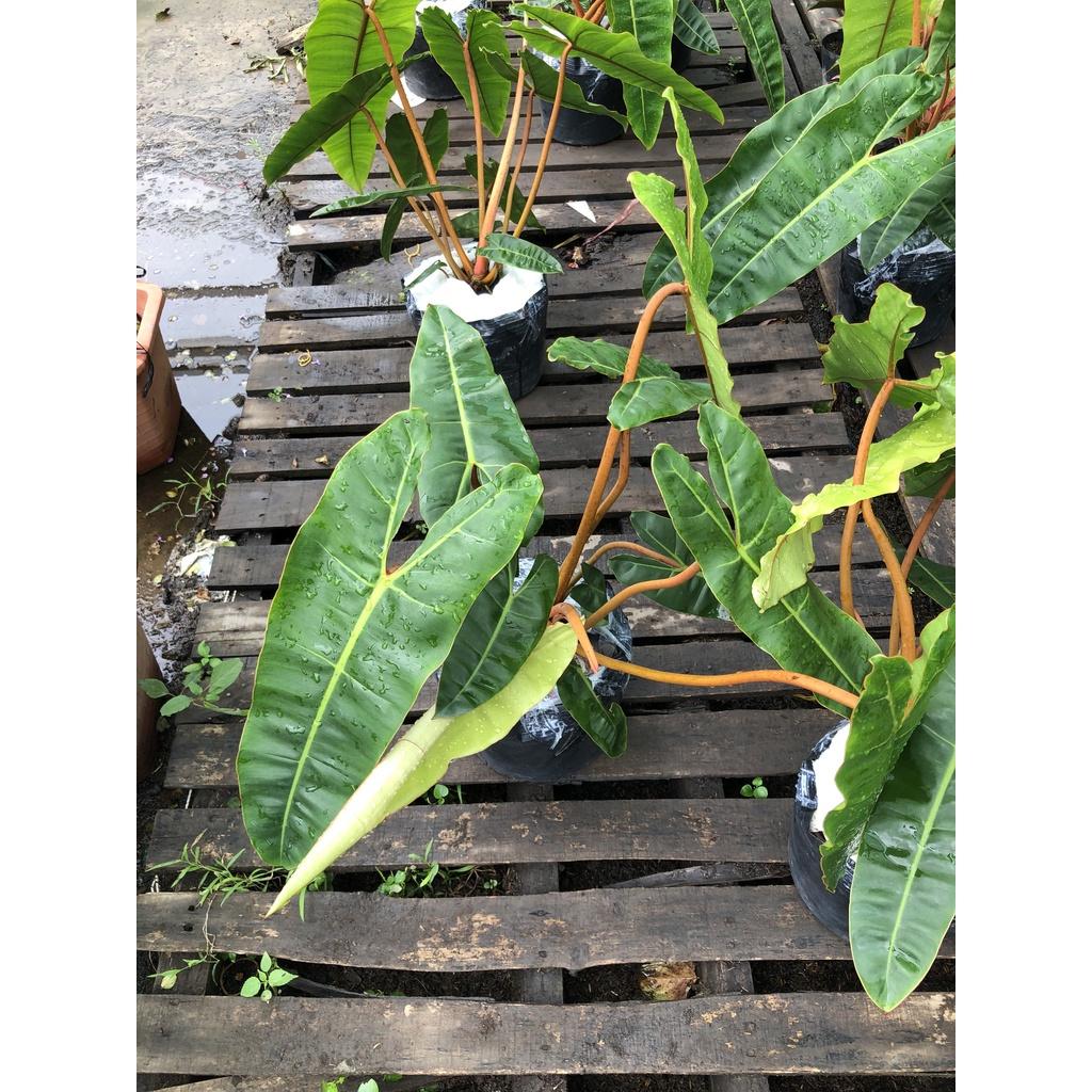 Chậu cây Hạc Cam trồng nơi có ít nắng