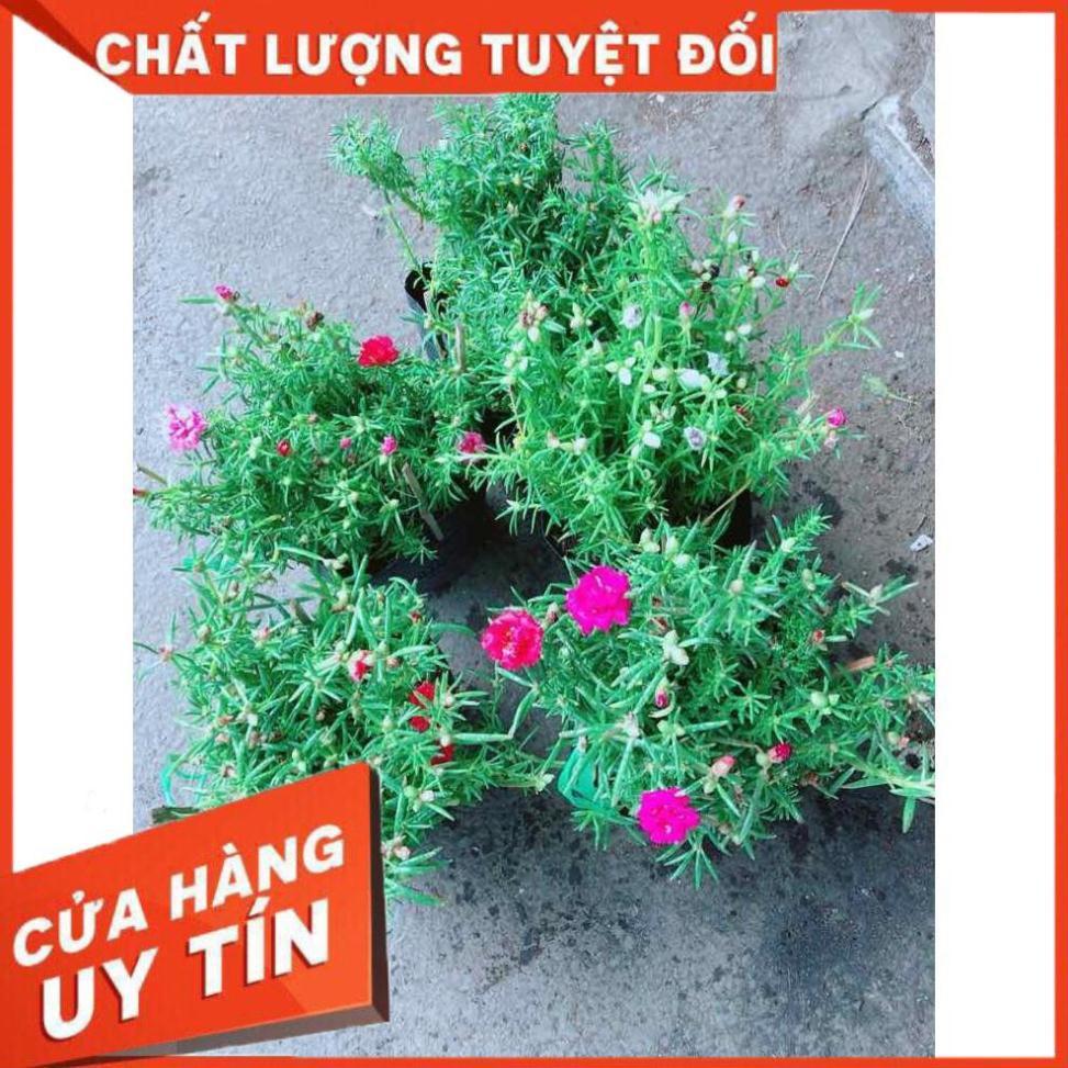 Hoa mười giờ mỹ Nhiều Người Mua