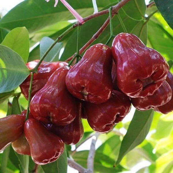 CÂY GIỐNG MẬM An Phước SIÊU SỚM