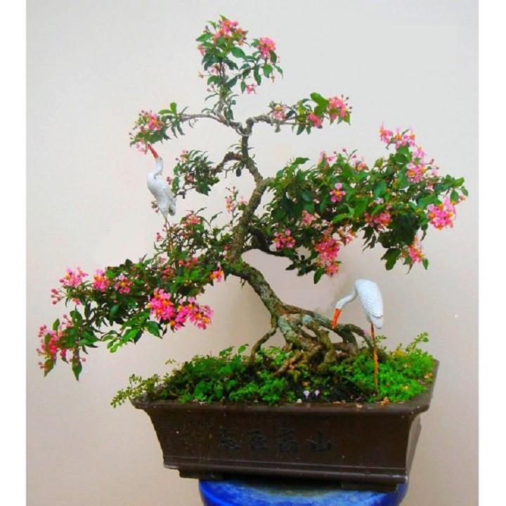 COMBO 3 BẦU CÂY GIỐNG Hồng ngọc mai bonsai , cây giống gửi đi nguyên bầu