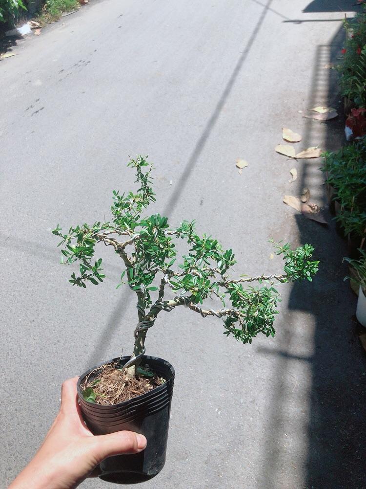 Cây Linh Sam Bonsai