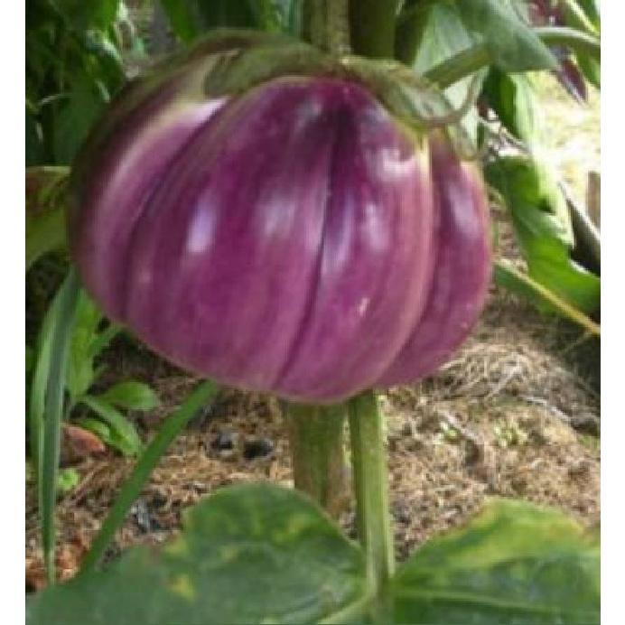 Hạt giống Cà Tím Khía F1 Thái Lan - 1 gói 0.3gr/gói