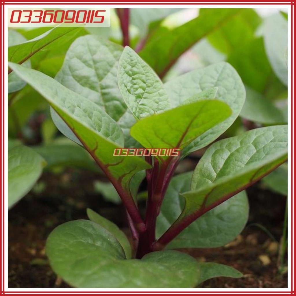 2,5 gam Hạt giống rau mồng tơi đỏ cao sản - giống chất lượng loại 1