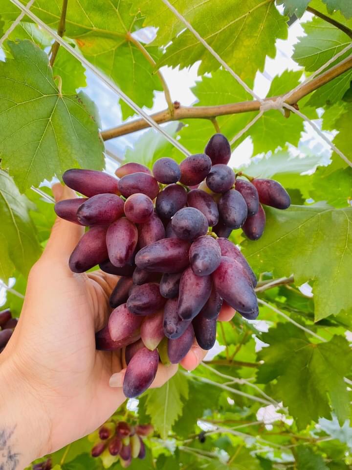 Cây Nho Giống Ngón Tay Đen Không Hạt