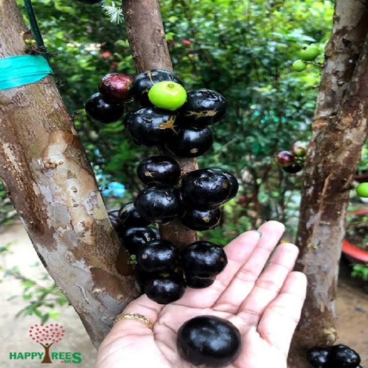 Cây Nho thân gỗ tứ quý giống