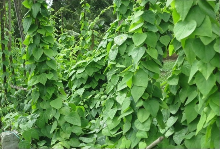 Hạt Giống Sương Sâm Lông - Sinh Trưởng 4 Mùa - Gói 0.5gr