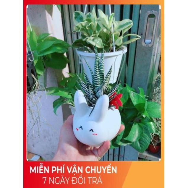 Chậu Móng Rồng Thỏ Trắng