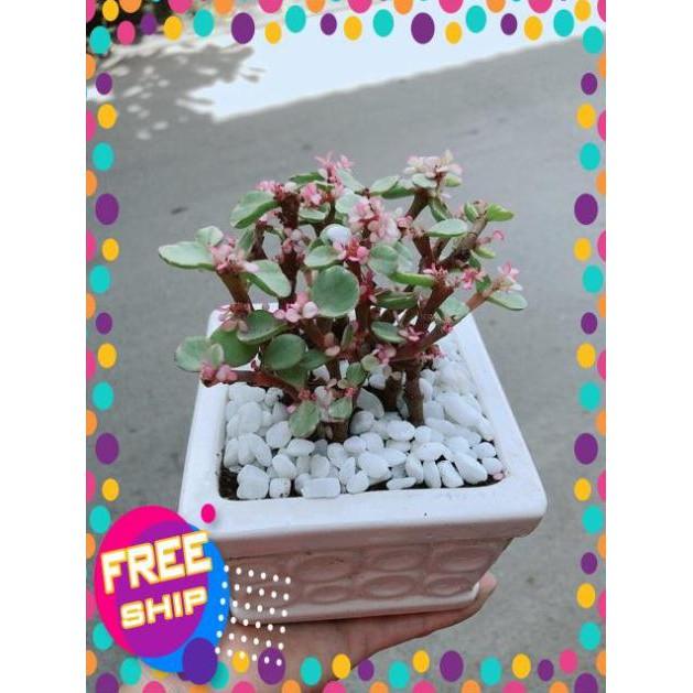 Chậu Đô La Hồng