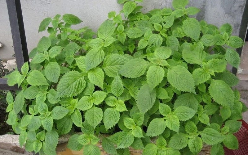 Hạt giống Kinh giới 11