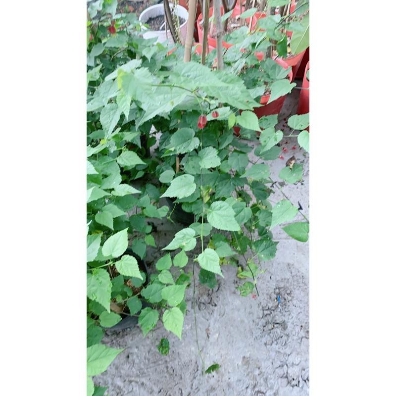 Bụi Cây Lồng Đèn Lớn