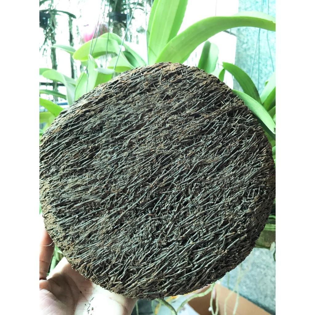 Dớn Đĩa Ghép Lan  - Đã Qua Xử Lý