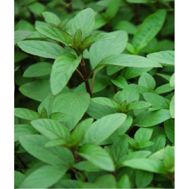 Hạt Giống Rau Húng Quế - 1 gói 2gr