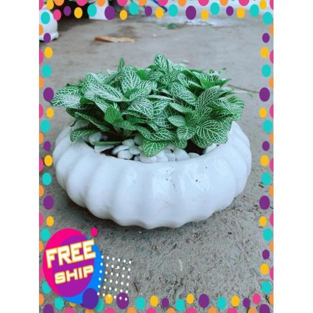 Chậu Cẩm Nhung Xanh