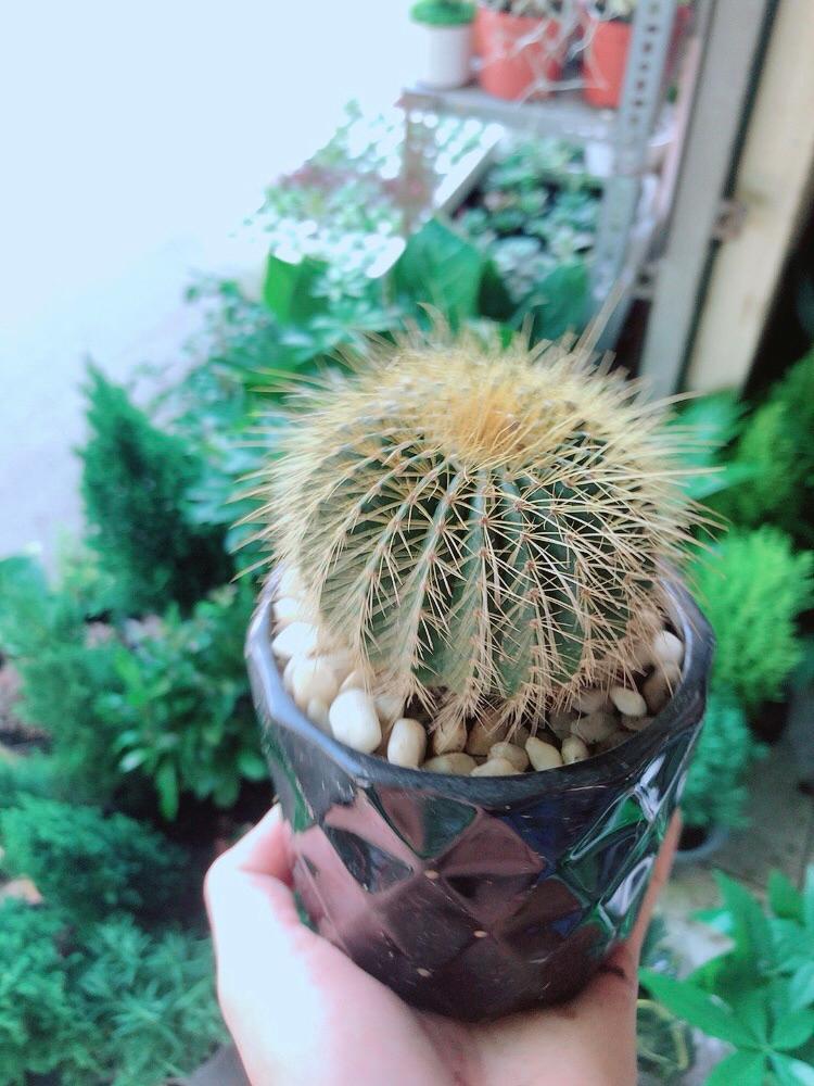 Chậu Cây Xương Rồng Trạng Nguyên