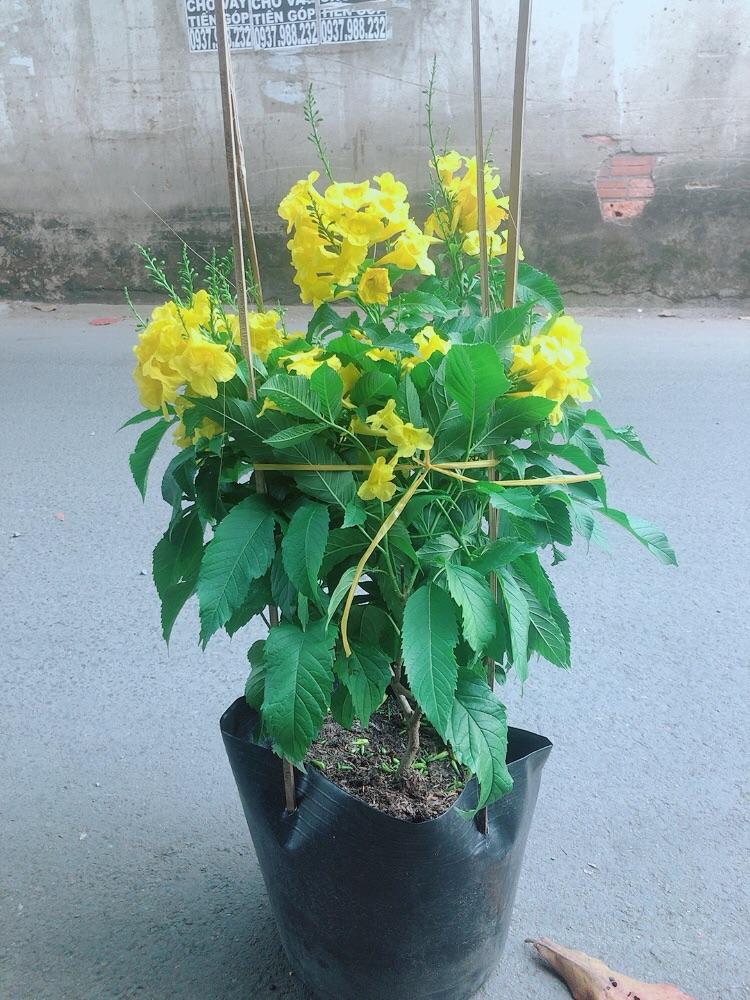 Cây Chuông Vàng