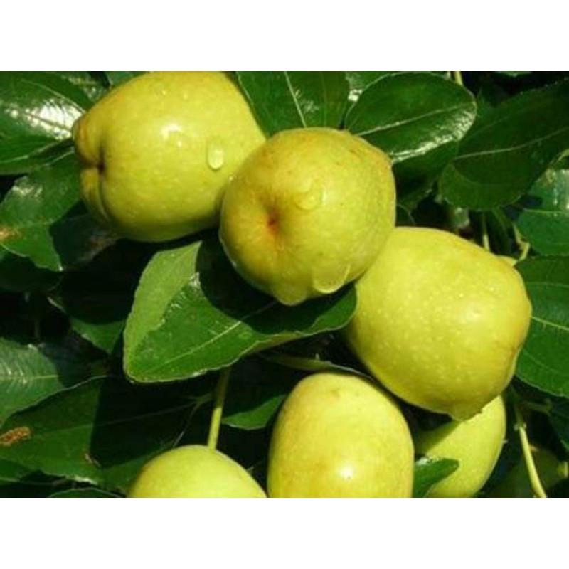 Cây giống táo đào vàng