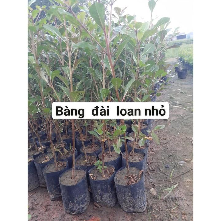 1kg Hạt bàng đài loan