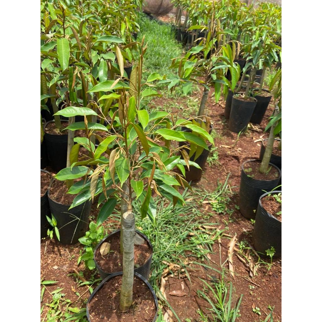 Cây Giống sầu riêng Black Thorn ghép gốc to 2 năm như hình.