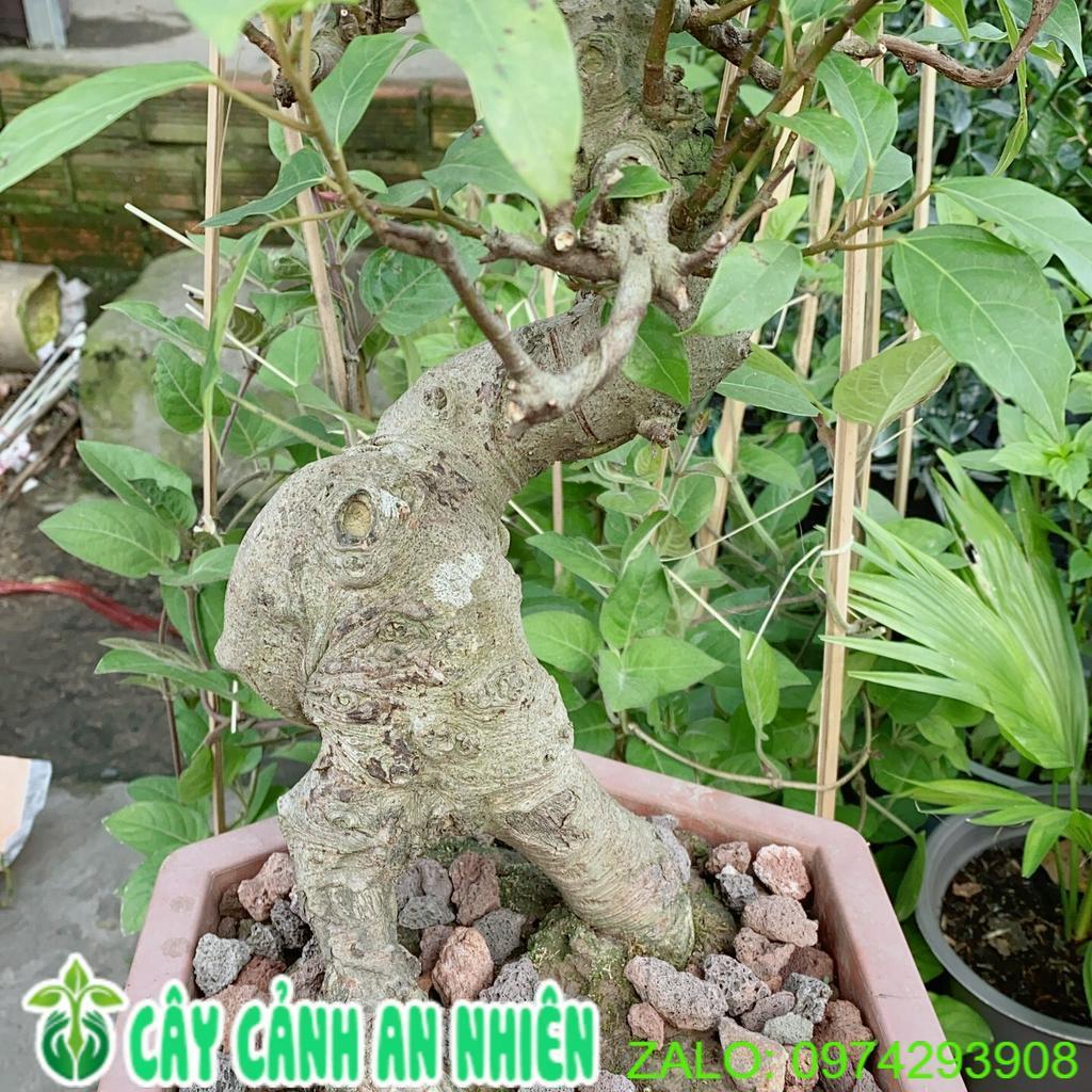 Chậu Sung Bonsai Size Lớn